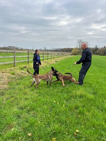 BELGICKÝ OVČIAK MALINOIS, CHS VERDONA SLOVAKIA - 6