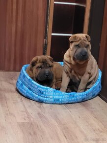 Shar-pei - 6