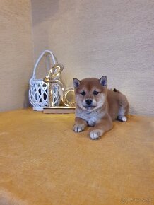 Shiba inu - 6