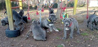 Cane corso - 6