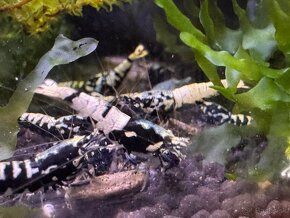 Caridina Black galaxy Fishbone - 6