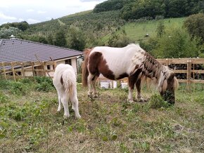 Shetland pony polovičným rodokmeňom - 6