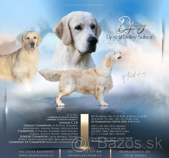 Zlatý retriever šteniatka - 6