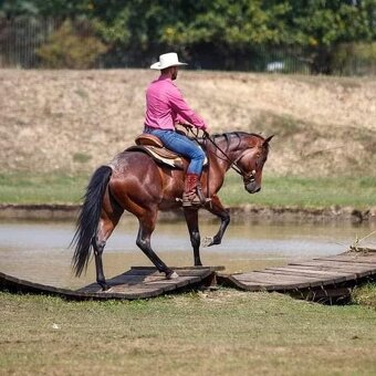 American Paint Horse PRIPÚŠŤANIE bay roan žrebcom - 6