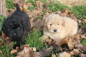 chow chow-cau cau x pudel-posledna fenka(cierna) - 6