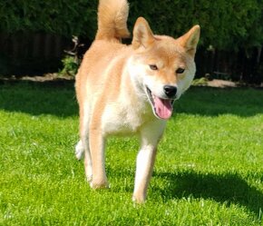 Shiba inu fenka s PP - 6