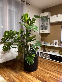 Monstera 180cm - 6