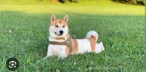 Shiba Inu - 6