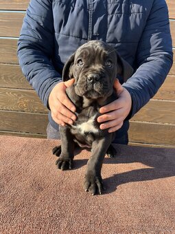 Cane Corso - šteniatka - 6