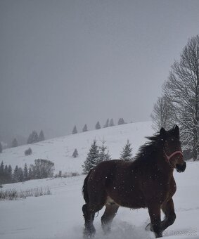 Predám ťažnu kobylu - 6