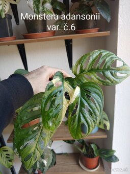 Monstera adansonii var. - 6