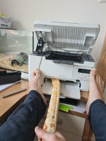 Had Boa constrictor, Veľhad kráľovský samec Sharp albino - 6