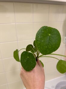 Pilea Peperomioides "sugar" - 6