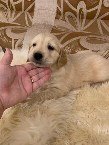 Golden retriever - 6