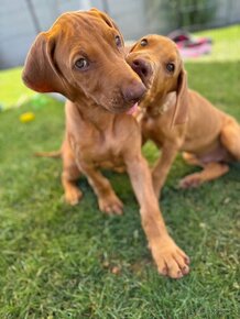 Rhodesian Ridgeback - 6