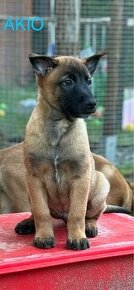 Belgický ovčiak Malinois - šteniatka - 6