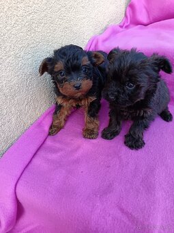 Yorkipoo,Yorkiepoo, Yorkshire terier, Yorkshirsky terrier - 6