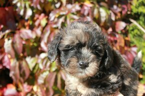 Maltipoo - 6