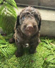 Goldendoodle F1b - 6