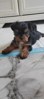 Predám Yorkshire terrier mini - 6