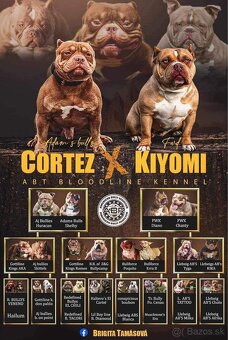 American Bully Pocket - 6