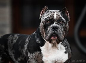 American bully s PP - 6