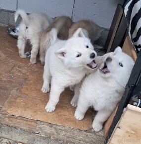 Šteniatka na predaj. Husky ×akita inu - 6