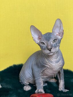 Don Sphynx PP - 6