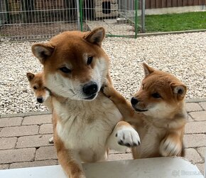 Shiba inu s PP. - 6