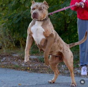 American bully xl - 6