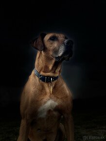 Ponúkam na krytie - Rodezsky Ridgeback - RR - 6