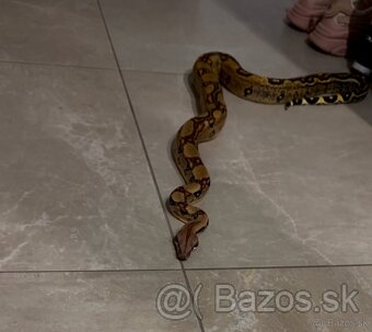 Velhad kralovsky , boa constrictor - 6