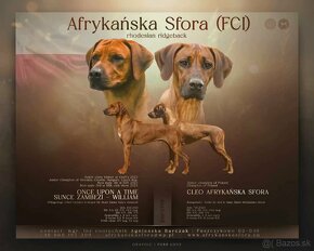 Rhodesian Ridgeback nevystavný pes FCI - 6