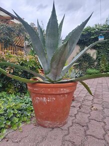 Predám pekny velky agave kaktus - 6