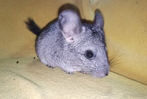 Činčila (Chinchilla Lanigera) - 6