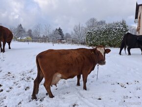 Predám kravu, Dojnica - 6