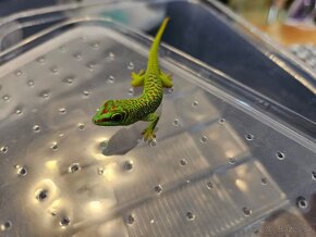 Phelsuma madagascariensis grandis/ Felzuma madagaskarská - 6