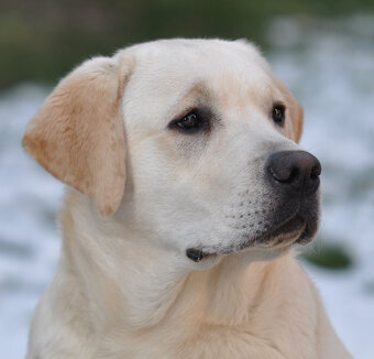 Labrador retriever šteniatka - 6