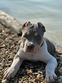 American Bully XL - 6