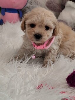 Maltipoo - 6