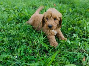 Goldendoodle - 6