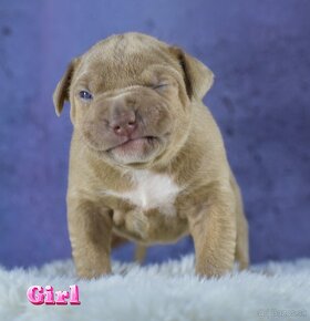 American bully Xl - 6