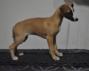 Whippet, vipet s PP fenka - 6