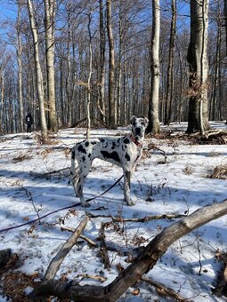 Nemecká doga s PP škvrnitá/harlekin - 6