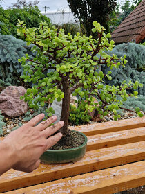 Sukulentný bonsaj - Portulacaria s bonsaj miskou - 6