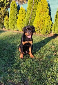 Šteniatko Rottweilera s PP - 6