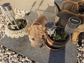 Shar-pei , šarpej,sharpej,sarpej,sarpei šteniatká - 6