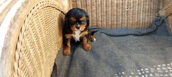 cavalier king charles spaniel - 6