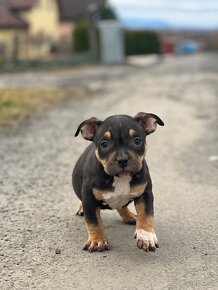 American Bully Classic/ standart - 6