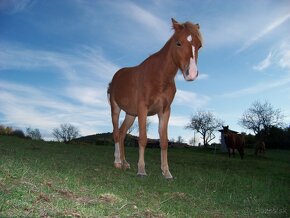 Welsh Pony A/SŠP - 6